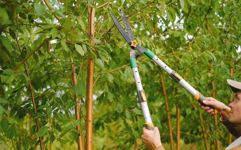 Tree trimming in Waynesville, IL