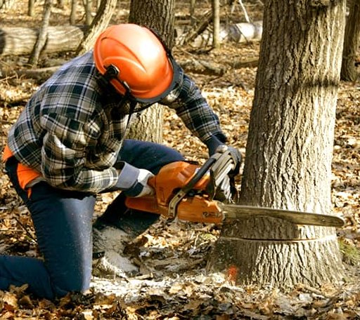 Tree Removal in Waynesville, IL
